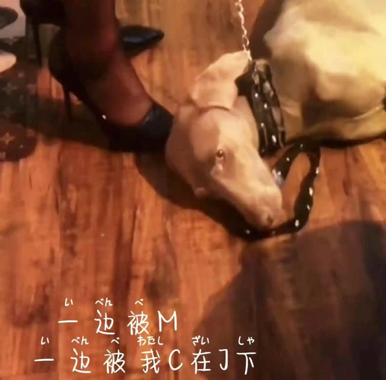 西檬之家-字母圈K9是什么？详解犬系角色与Dom/Sub关系
